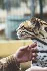 Крупним планом чоловіча рука погладжує леопарда в зоопарку — стокове фото