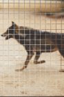 Brown wolf running in cage with grid — Stock Photo