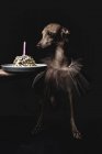 Italian greyhound dog with birthday present and candle on black background — Stock Photo