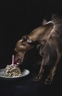 Italian greyhound dog eating birthday present with candle on black background — Stock Photo