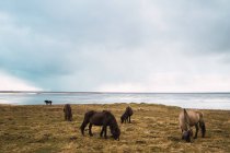 Caballos pastando en pastos fríos en la costa bajo el cielo nublado - foto de stock