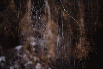 Zweige mit trockenen Nadeln — Stockfoto