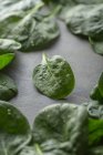 Green spinach leaves on grey background — Stock Photo