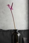 Purple lily flower in glass vase — Stock Photo