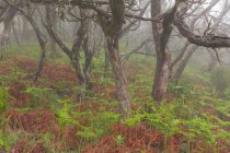Alberi nudi che crescono nella foresta pluviale — Foto stock