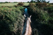 Серый конь на зеленом поле с пальмами на заднем плане — стоковое фото