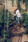 Мальчик поливает растения в теплице — стоковое фото