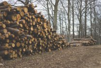 Haufen gehackter Bäume — Stockfoto