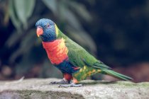 Primo piano di pappagallo di colore lucente appollaiato su roccia in zoo . — Foto stock