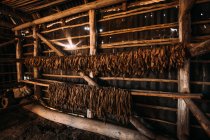 Interior del granero de madera con filas de secado de tabaco - foto de stock