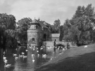 Pittoresco colpo in bianco e nero di cigni che nuotano nel lago con vecchio castello di pietra sulla riva tra gli alberi, Belgio . — Foto stock