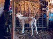 Ребенок овцы стоя на сетке — стоковое фото