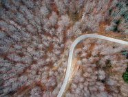 Пустая дорога в лесу — стоковое фото
