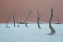 Árboles muertos en arena blanca en el desierto - foto de stock