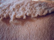 Skin of half-shaven sheep — Stock Photo