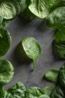 Foglie di spinaci verdi su sfondo grigio — Foto stock