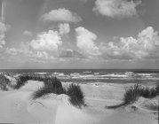 Black and white picturesque view of sandy coastline with grass in windy weather, Belgium. — Stock Photo