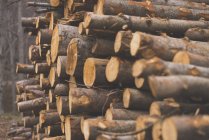 Mucchio di tronchi d'albero tritati — Foto stock