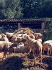 Овцы, стоящие и лежащие на сене — стоковое фото