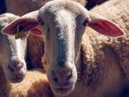 Weiße Schafe mit Anhänger im Ohr — Stockfoto
