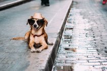 Adorable dog in sunglasses and hat lying on sidewalk — Stock Photo