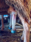 Использование оборудования для доения овец — стоковое фото