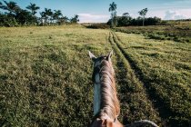 Grey horse on green field with palms on background — Stock Photo