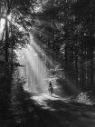 Black and white mysterious shot of person riding horse on remote road in woods in sunbeams, Belgium. — Stock Photo