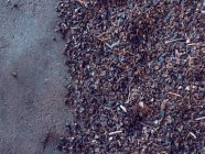 Куча семян рожкового дерева черного цвета в стручках на складе. — стоковое фото