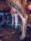Landwirt melkt Schafe mit Spezialausrüstung — Stockfoto