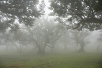 Brouillard en forêt tropicale — Photo de stock