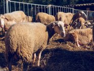 Schafe stehen und liegen im Heu auf Bauernhof — Stockfoto