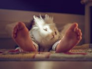 Pernas de menino e coelho branco — Fotografia de Stock