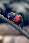 Primo piano di pappagallo di colore lucente appollaiato su ramo in zoo . — Foto stock