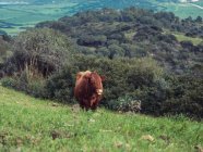 Vaca marrón pastando en la colina - foto de stock