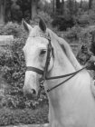 Preto e branco tiro de cavalo com freio no prado à luz do dia na Bélgica . — Fotografia de Stock