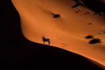 Antílope em pé no deserto arenoso — Fotografia de Stock