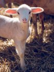 Bébé mouton mignon — Photo de stock