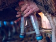 Farmer milking sheep with special equipment — Stock Photo