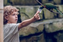 Elementary age boy feeding colorful parrot in zoo. — Stock Photo