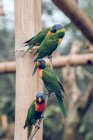 Close-up of bright-colored parrots in zoo park — Stock Photo