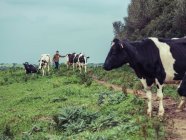 Unerkennbarer Bauer, der mit einer Herde weidender Kühe auf einer grünen Wiese spaziert. RELEASE — Stockfoto