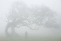 Silhouette einer Person in der Nähe eines großen Baumes — Stockfoto