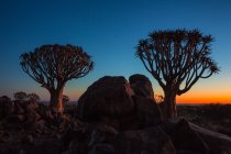 Árboles y rocas con cielo nocturno - foto de stock