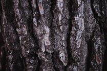 Texture écorce d'arbre — Photo de stock