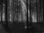 Vista misteriosa in bianco e nero della foresta con alberi penetrati dai raggi del sole, Belgio . — Foto stock
