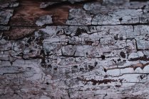 Textura de corteza de árbol - foto de stock