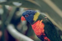Primo piano di pappagallo di colore lucente appollaiato su ramo in zoo . — Foto stock