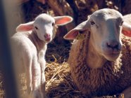 Ovejas con etiqueta en la oreja y ovejas bebé - foto de stock