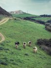 Mucche al pascolo in collina — Foto stock